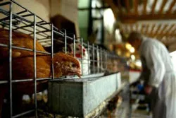 Họp khẩn cấp về cúm gia cầm