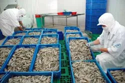 3 thách thức cho ngành tôm Việt Nam