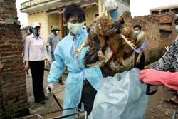 Vạch chiến lược toàn cầu chống dịch cúm gia cầm