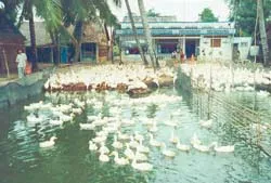 Kiểm soát chặt chẽ, phát hiện dịch kịp thời ảnh 2 Kiểm soát chặt chẽ, phát hiện dịch kịp thời ảnh 2