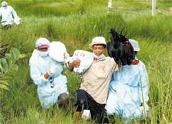 Vẫn còn vận chuyển, giết mổ gia cầm trái phép