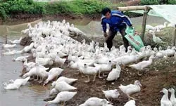 Nhiều tổ chức quốc tế hỗ trợ VN phòng dịch cúm gia cầm