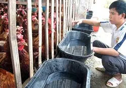 Dịch cúm gia cầm đã có xu hướng chững lại