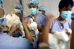 Hai người thiệt mạng do sử dụng Tamiflu?