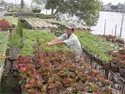 Nỗi lo hoa Tết