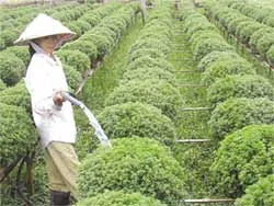 Nỗi lo hoa Tết ảnh 3 Nỗi lo hoa Tết ảnh 3
