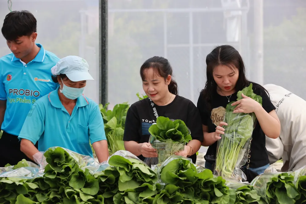 Đại diện các trường mầm non, tiểu học tại TPHCM tham quan thực tế tại vườn rau Probio Food ở Tây Ninh. Ảnh: DŨNG PHƯƠNG IMG_20250914_160048.jpg