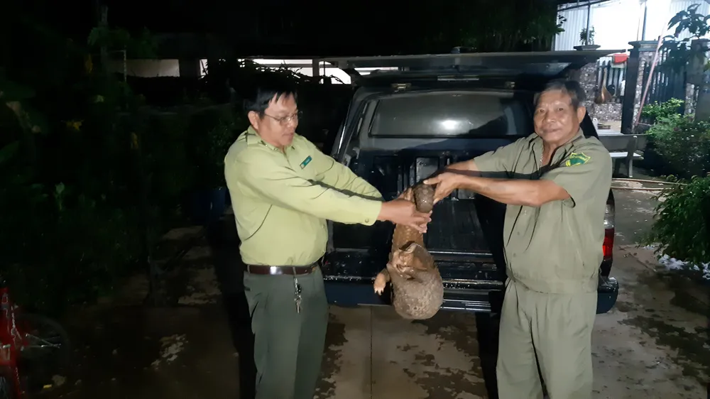 Thả một con tê tê 10 kg về rừng tự nhiên ảnh 1