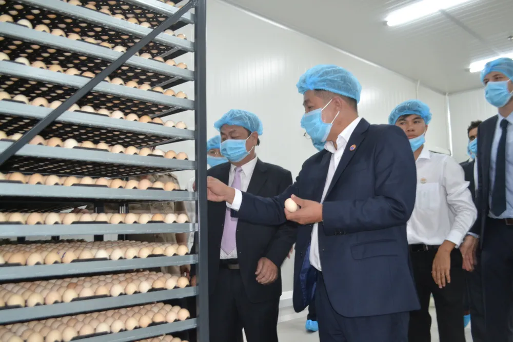 Tây Ninh chú trọng phát triển ngành chăn nuôi ứng dụng công nghệ cao ảnh 2