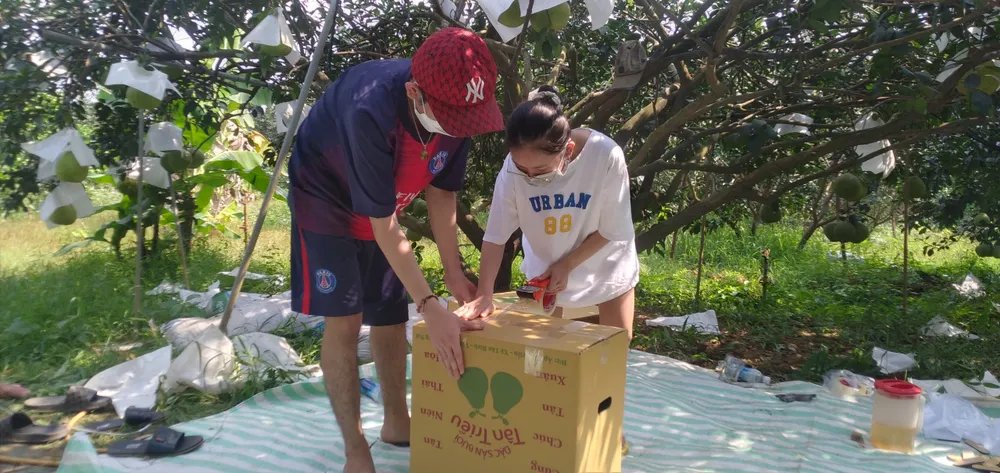 Giá bưởi Tân Triều tăng, hút hàng trên thị trường ảnh 4 Giá bưởi Tân Triều tăng, hút hàng trên thị trường ảnh 4