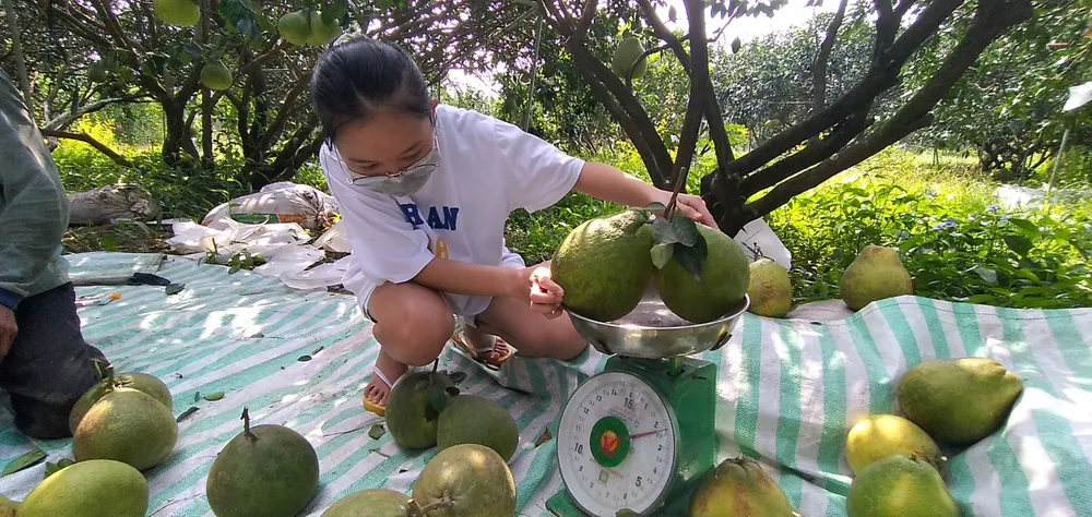 Giá bưởi Tân Triều tăng, hút hàng trên thị trường ảnh 2 Giá bưởi Tân Triều tăng, hút hàng trên thị trường ảnh 2