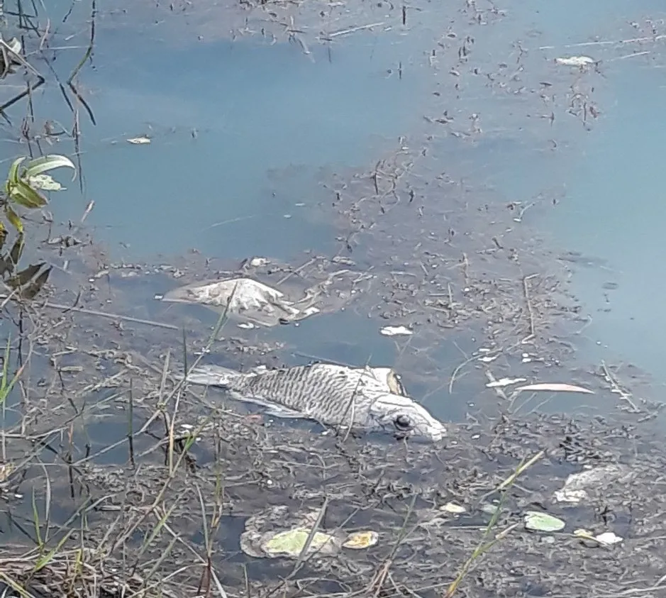 Bình Phước: Cá chết nổi trắng đập Bà Mụ, người dân lo lắng ảnh 3