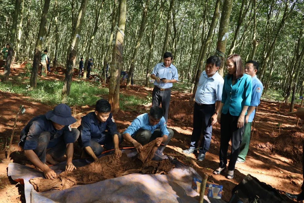 Bình Phước: Tìm kiếm, quy tập được 24 bộ hài cốt liệt sĩ trong lô cao su ảnh 2