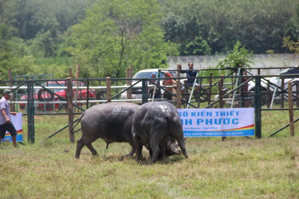 Tưng bừng Hội chọi trâu Đình thần Tân Khai ở Bình Phước ảnh 3