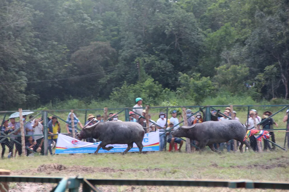 Tưng bừng Hội chọi trâu Đình thần Tân Khai ở Bình Phước ảnh 1