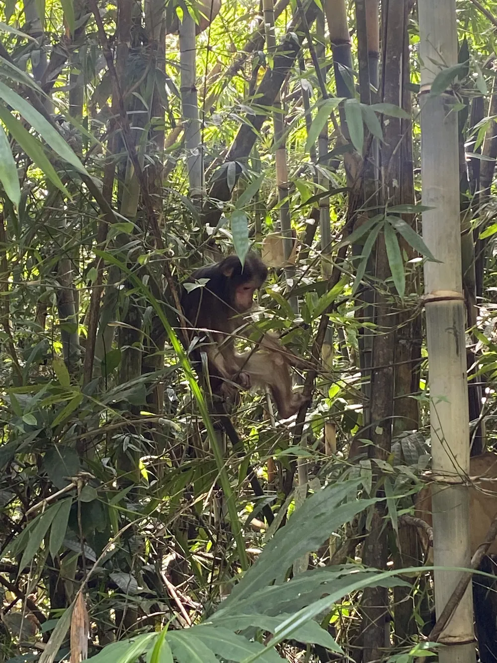 Bình Phước: Thả 112 thú hoang dã quý hiếm về Vườn quốc gia Bù Gia Mập ảnh 2