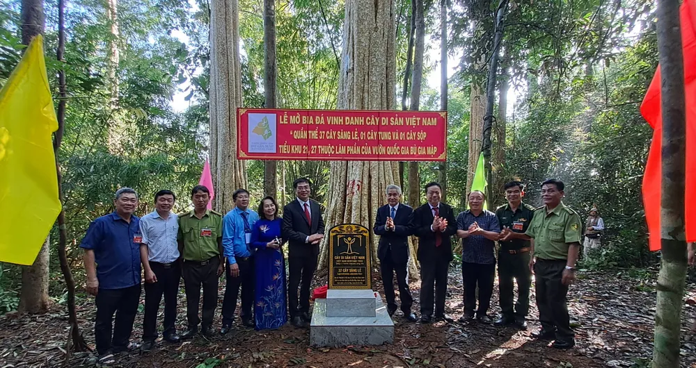 Vườn quốc gia Bù Gia Mập đón bằng công nhận 39 Cây di sản Việt Nam ảnh 3