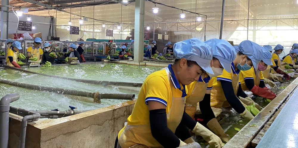 Triển vọng xuất khẩu của chuối già Nam Mỹ với quy trình sản xuất ứng dụng công nghệ cao ảnh 2