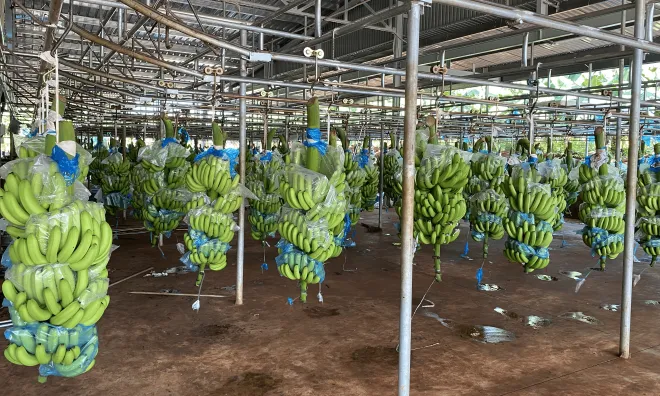 Triển vọng xuất khẩu của chuối già Nam Mỹ với quy trình sản xuất ứng dụng công nghệ cao ảnh 3