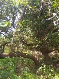 Vườn điều của gia đình ông Biên đã trồng hơn 30 năm Vườn điều của gia đình ông Biên đã trồng hơn 30 năm