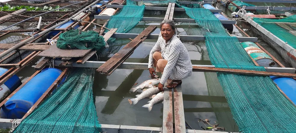 Người dân làng cá Tân Mai lo lắng vì cá chết nhiều Người dân làng cá Tân Mai lo lắng vì cá chết nhiều