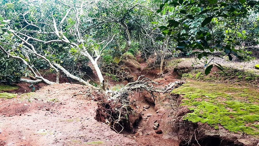 Cây cối gãy đổ sau mưa lũ tại Vườn quốc gia Cát Tiên Cây cối gãy đổ sau mưa lũ tại Vườn quốc gia Cát Tiên