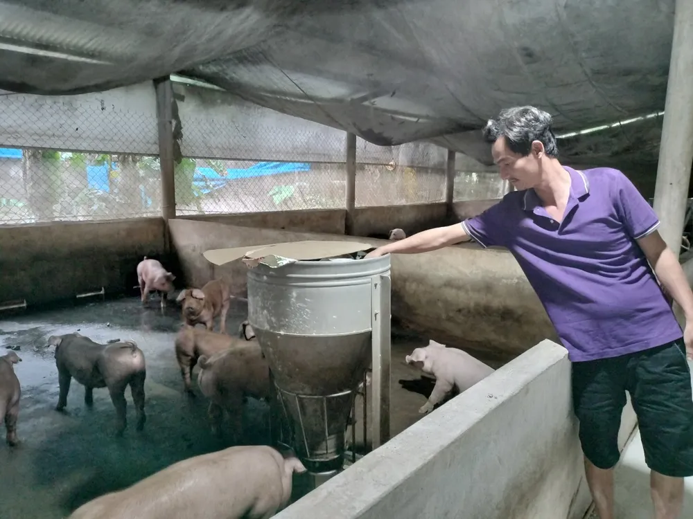 Ông Vũ Văn Vĩnh (xã Sông Trầu, huyện Trảng Bom, tỉnh Đồng Nai) vẫn chưa quen với việc truy xuất nguồn gốc trại chăn nuôi heo Ông Vũ Văn Vĩnh (xã Sông Trầu, huyện Trảng Bom, tỉnh Đồng Nai) vẫn chưa quen với việc truy xuất nguồn gốc trại chăn nuôi heo