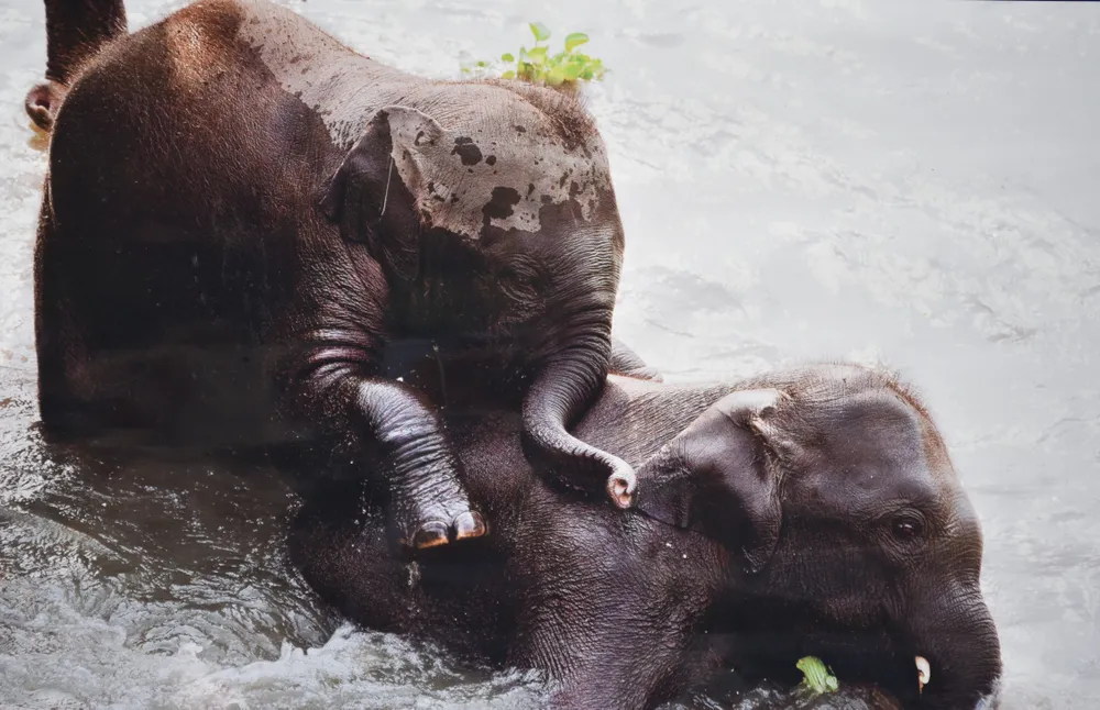 Voi con tắm Voi con tắm