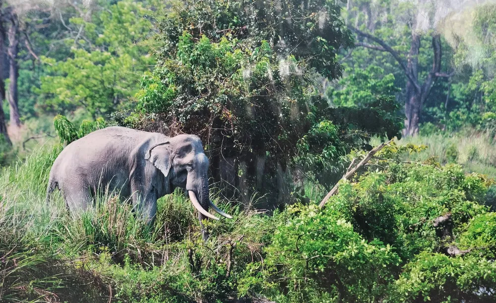 Voi sống riêng lẻ, không theo bầy trong rừng Voi sống riêng lẻ, không theo bầy trong rừng