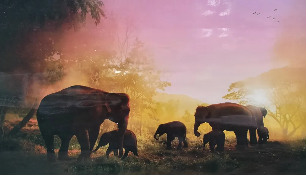 Nơi yên bình của đàn voi Nơi yên bình của đàn voi