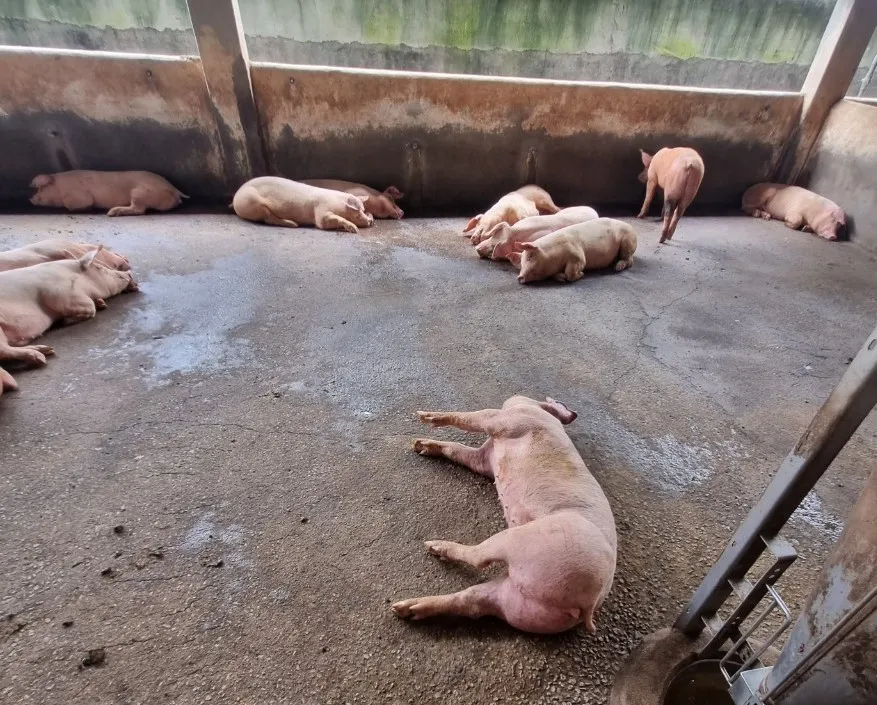 Heo được cơ sở thu gom chuyển về chuồng, có những con bị yếu, có dấu hiệu nhiễm bệnh Heo được cơ sở thu gom chuyển về chuồng, có những con bị yếu, có dấu hiệu nhiễm bệnh
