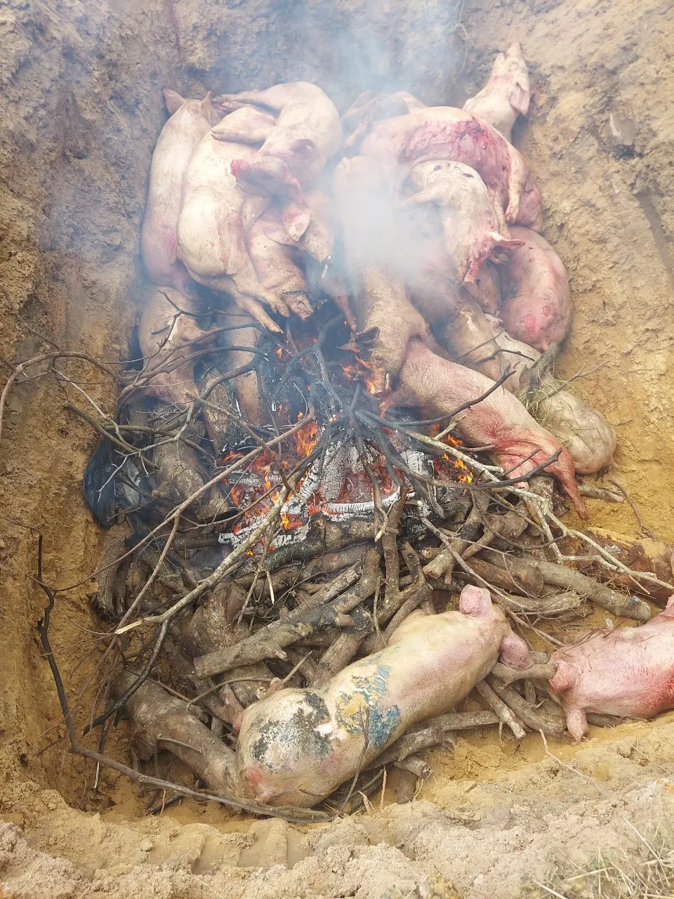 Lực lượng chức năng tiêu hủy heo nhiễm dịch tả heo châu Phi Lực lượng chức năng tiêu hủy heo nhiễm dịch tả heo châu Phi