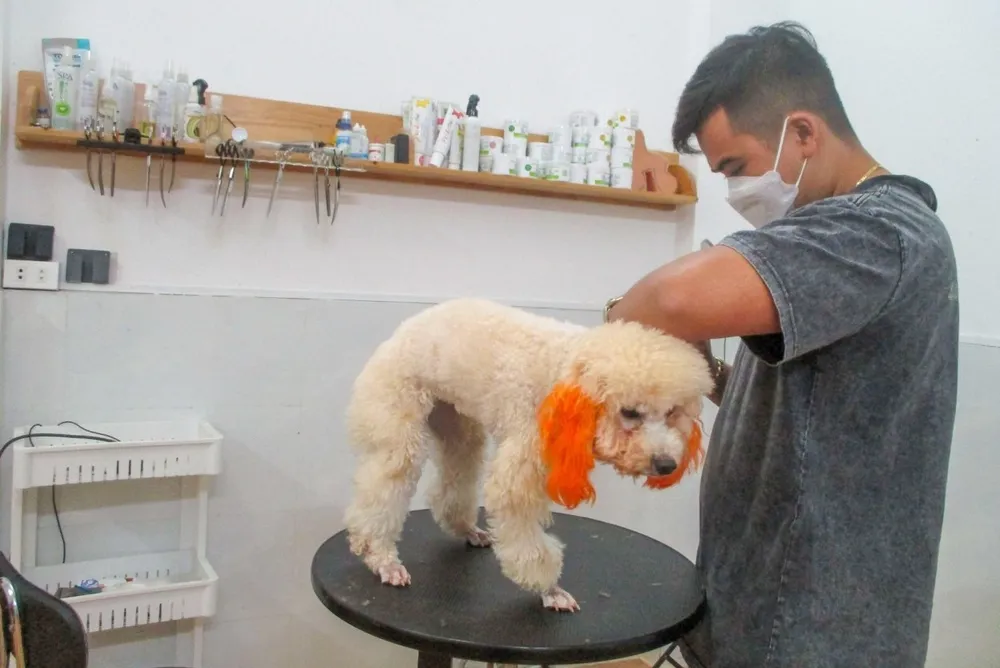 Chăm sóc thú cưng tại cơ sở. Ảnh: HỒNG HUÊ Chăm sóc thú cưng tại cơ sở. Ảnh: HỒNG HUÊ