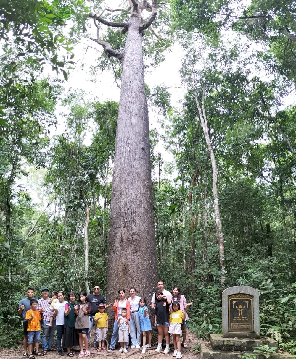 Du khách chụp ảnh bên cây Vên Vên (đã được công nhận là cây Di sản Việt Nam) Du khách chụp ảnh bên cây Vên Vên (đã được công nhận là cây Di sản Việt Nam)
