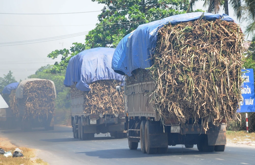 Vận chuyển mía về nhà máy đường. Ảnh: ĐẠI DƯƠNG van-chuyen-mia-ve-nha-may-duong-anh-dai-duong-3634.jpg