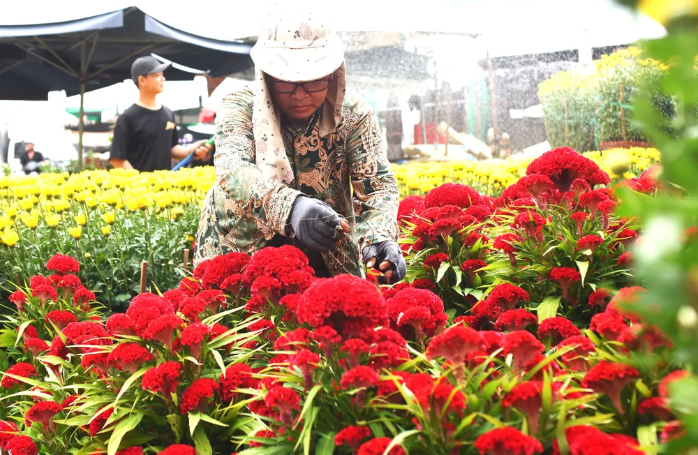 Người dân làng hoa Tân Ba, TP Tân Uyên, tỉnh Bình Dương chăm sóc hoa tết, ẢNH HOÀNG BẮC.JPG