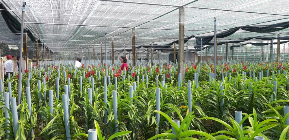 Đảng Bộ xã Hòa Phước (huyện Hòa Vang, Đà Nẵng): Chuyển dịch kinh tế đúng hướng ảnh 5