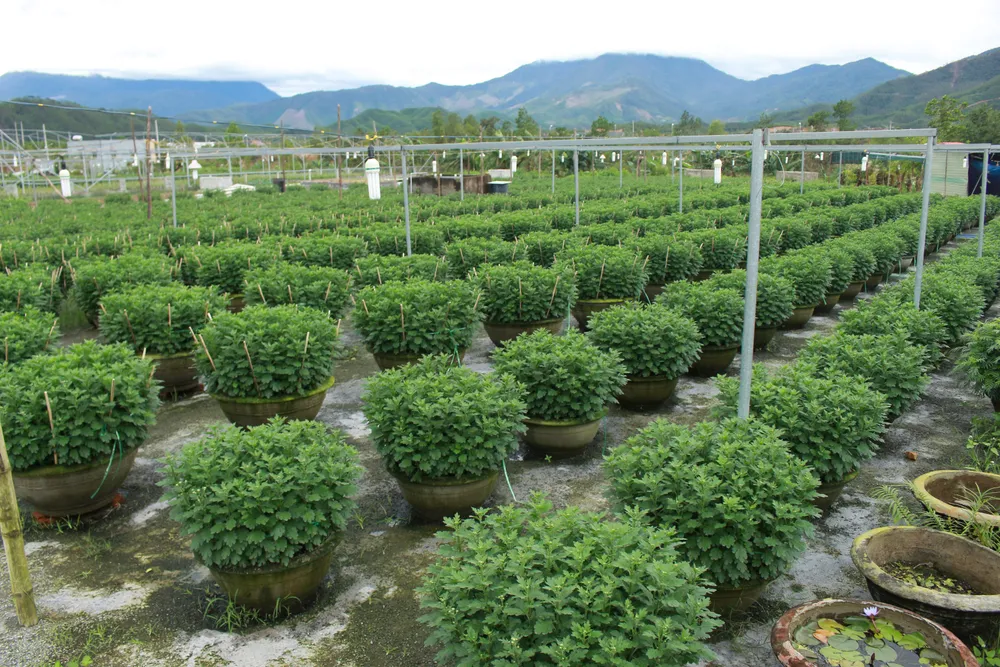 Làng hoa Vân Dương vượt khó phục vụ tết ảnh 6