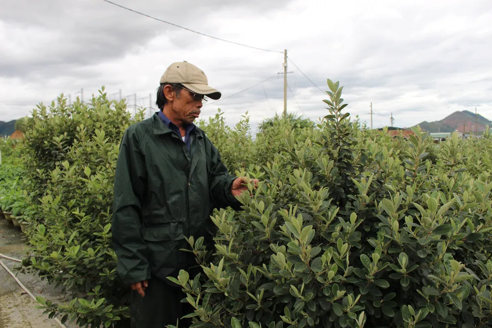 Làng hoa Vân Dương vượt khó phục vụ tết ảnh 5