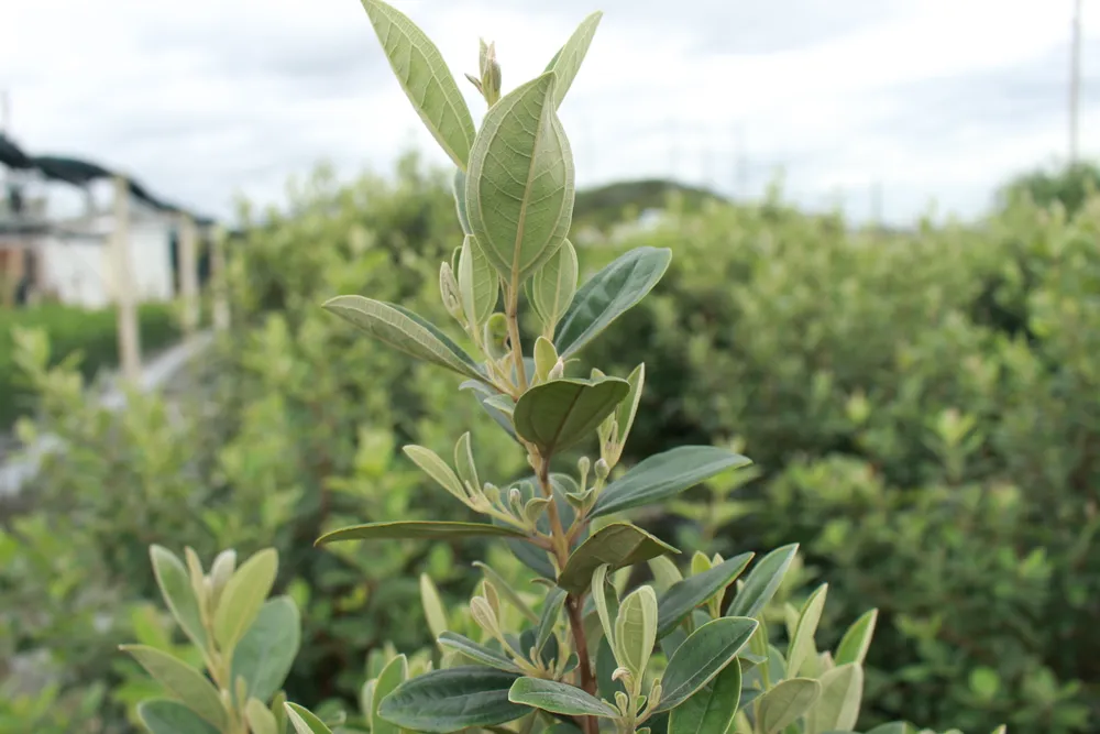 Làng hoa Vân Dương vượt khó phục vụ tết ảnh 10