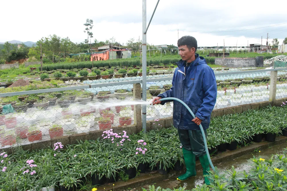 Làng hoa Vân Dương vượt khó phục vụ tết ảnh 11