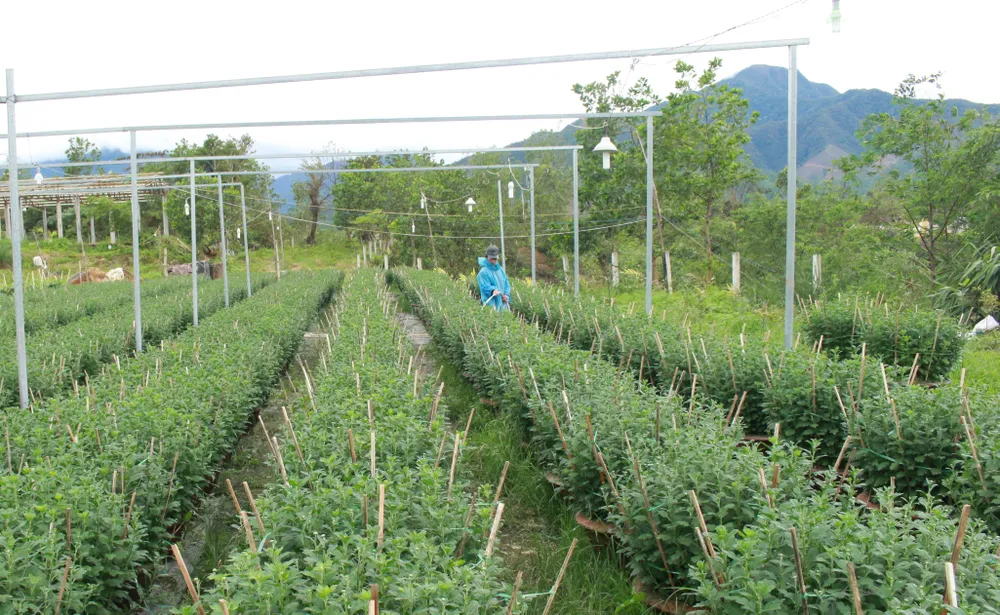 Làng hoa Vân Dương vượt khó phục vụ tết ảnh 2