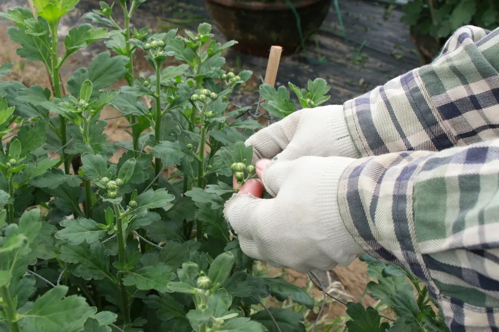 Làng hoa Vân Dương vượt khó phục vụ tết ảnh 7