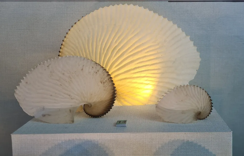 Những vỏ ốc từ quần đảo Hoàng Sa – Trường Sa giữa lòng Đà Nẵng ảnh 3