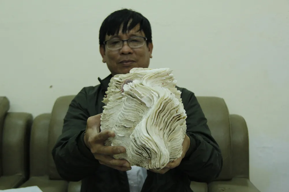 Những vỏ ốc từ quần đảo Hoàng Sa – Trường Sa giữa lòng Đà Nẵng ảnh 2