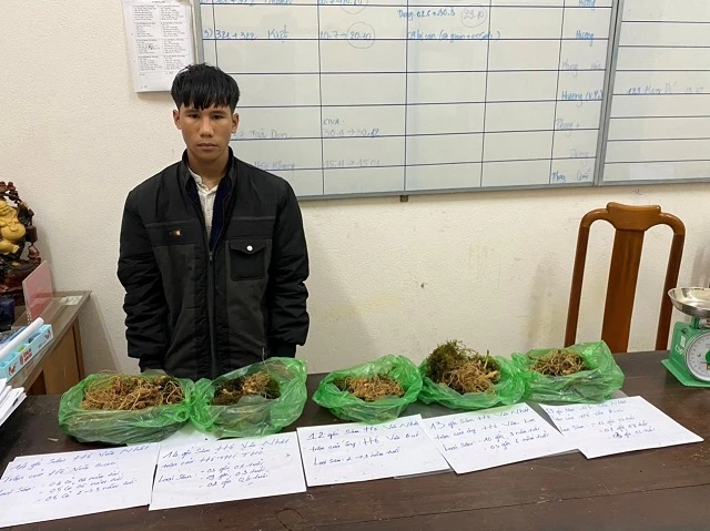 Bắt đối tượng trộm hàng chục gốc sâm Ngọc Linh ảnh 1 Bắt đối tượng trộm hàng chục gốc sâm Ngọc Linh ảnh 1