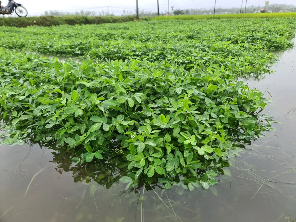 Gần 20.000ha lúa, rau màu của Quảng Nam bị ngập, ngã đổ do mưa lớn  ảnh 10