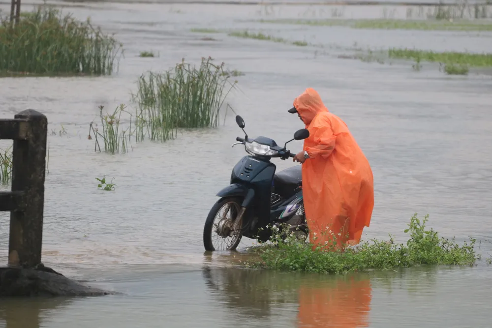 Gần 20.000ha lúa, rau màu của Quảng Nam bị ngập, ngã đổ do mưa lớn  ảnh 11
