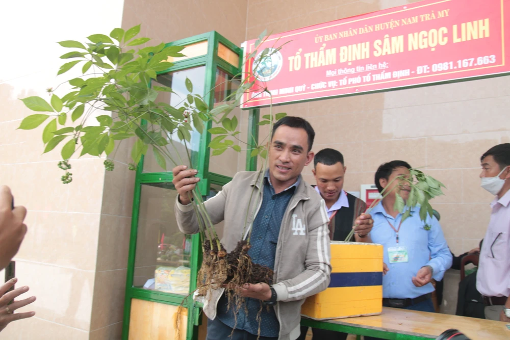 Cây sâm Ngọc Linh 20 tuổi, nặng 9 lạng, với 7 thân đang cho hoa được rao bán với mức giá 800 triệu đồng. Ảnh: NGUYỄN CƯỜNG