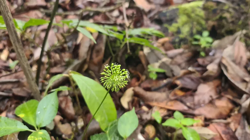 Mùa thu hoạch hạt sâm Ngọc Linh ảnh 7